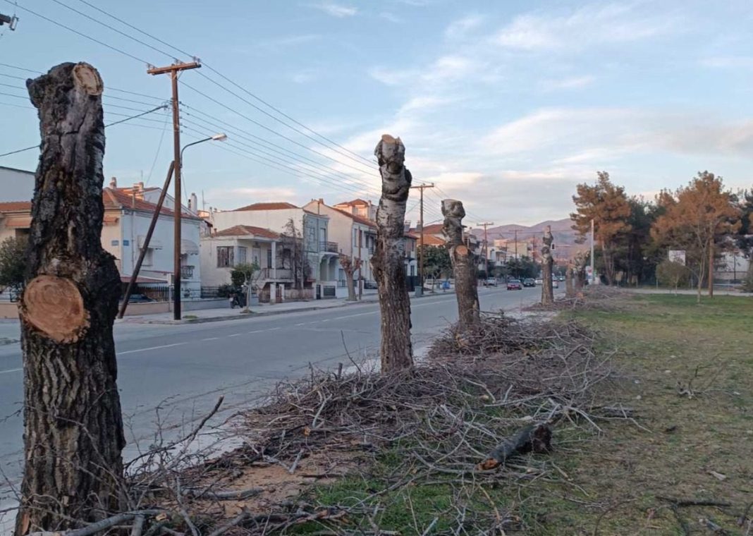 Ένας μικρός πνεύμονας πρασίνου χάθηκε στις Σέρρες 2