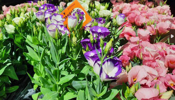 Ανθοκομική Εκθεση