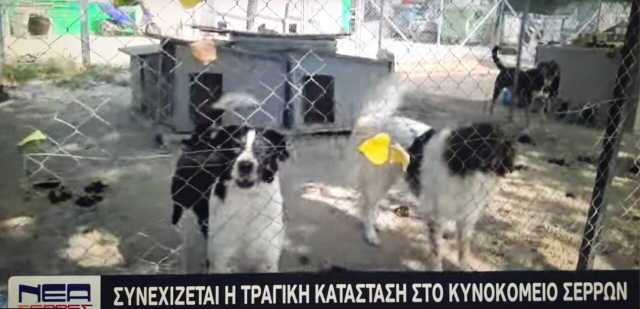 Απελπιστική η κατάσταση στο κυνοκομείο Σερρών
